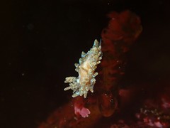 Caldukia affinis