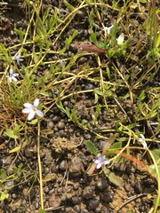 Lobelia pedunculata