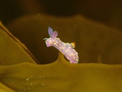 Polycera janjukia