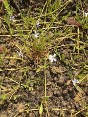 Lobelia pedunculata