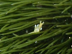 Roburnella wilsoni