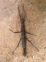 Pygirhynchus toledopizai