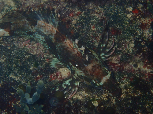 Southern kelpfish (Chironemus georgianus) — Chironemidae — 3