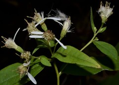 Doellingeria sericocarpoides