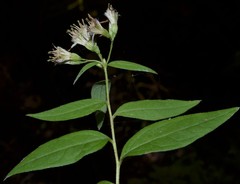 Doellingeria sericocarpoides