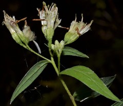 Doellingeria sericocarpoides