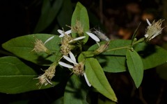 Doellingeria sericocarpoides