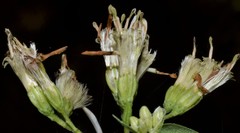 Doellingeria sericocarpoides