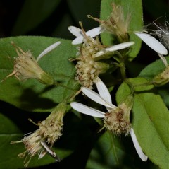 Doellingeria sericocarpoides