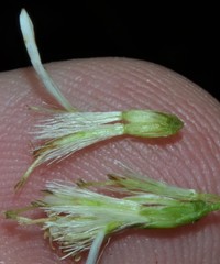 Doellingeria sericocarpoides