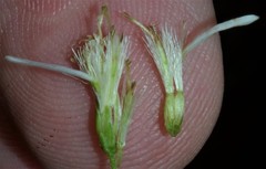 Doellingeria sericocarpoides