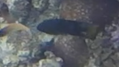 Pomacentrus philippinus