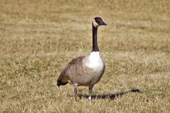 Branta canadensis moffitti