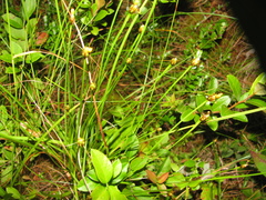 Xyris difformis