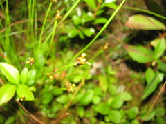 Xyris difformis