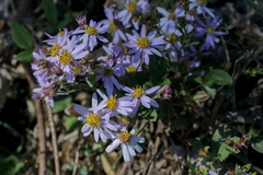 Aster microcephalus