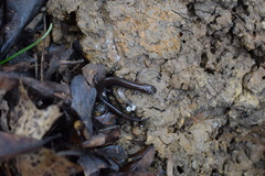 Plethodon dorsalis