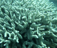 Porites cylindrica