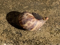 Lissachatina immaculata