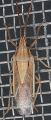 Mecidea major
