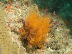 Halopteris campanula