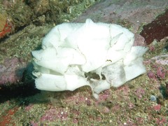 Nudipleura