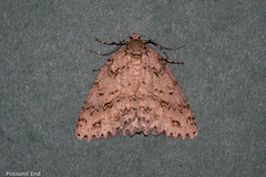 Pseudocoremia rudisata