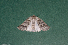 Declana niveata