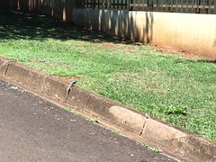 Acanthocercus atricollis