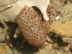 Euclavella claviformis