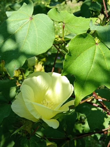 Gossypium hirsutum