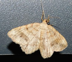 Chiasmia confuscata