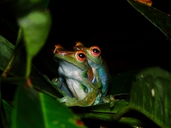 Zhangixalus dulitensis