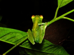 Zhangixalus dulitensis