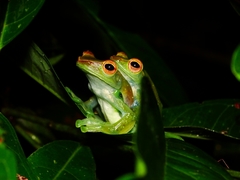 Zhangixalus dulitensis