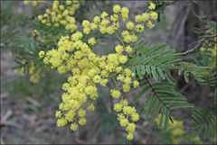 Acacia nanodealbata