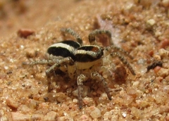 Stenaelurillus termitophagus