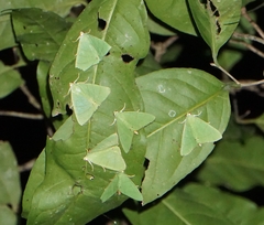 Eulepidotis viridissima