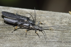 Austroperla cyrene