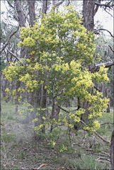 Acacia nanodealbata