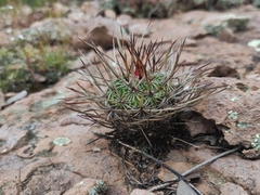 Echinofossulocactus ochoterenaus