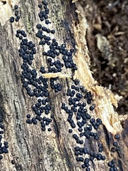 Rosellinia subiculata