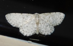 Colocleora proximaria