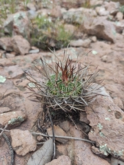 Echinofossulocactus ochoterenaus