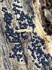 Rosellinia subiculata