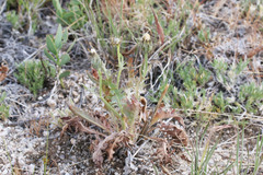 Crepis modocensis modocensis