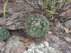 Echinofossulocactus ochoterenaus