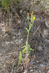 Crepis modocensis modocensis