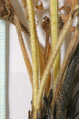 Crepis modocensis modocensis