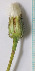 Crepis modocensis modocensis